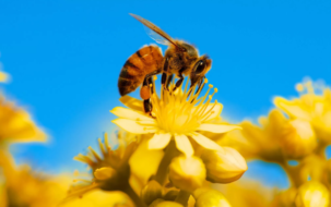 Картинка - пчела