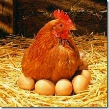 Яйца курицу не учат