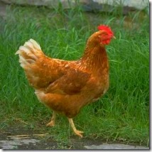 Пословицы и поговорки про курицу
