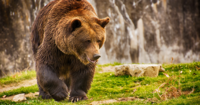 Пословицы и поговорки про медведя