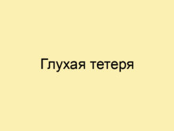 Глухая тетеря Глухая тетеря